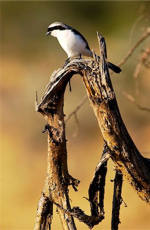 simsearch:841-07201797,k - Gray-backed Fiscal (shrike), Grumet, Tanzania, East Africa Stock Photo - Rights-Managed, Code: 841-07201874