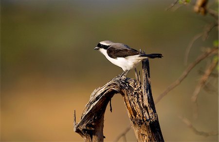 simsearch:841-07201893,k - Gray-backed Fiscal (shrike), Grumet, Tanzania, East Africa Foto de stock - Con derechos protegidos, Código: 841-07201878