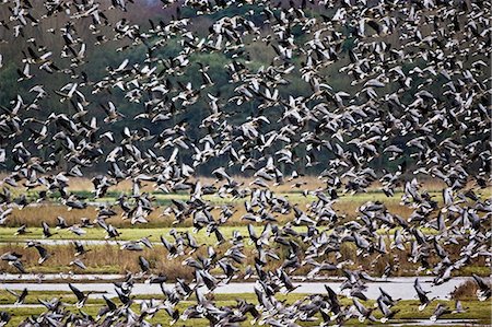 simsearch:841-07201893,k - Migrating Pink-Footed geese over-wintering at Holkham, North Norfolk coast, East Anglia, Eastern England Foto de stock - Con derechos protegidos, Código: 841-07201870