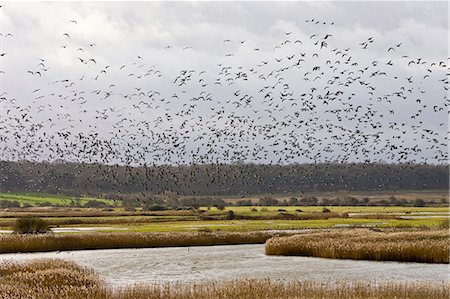 simsearch:841-07201797,k - Migrating Pink-Footed geese over-wintering at Holkham, North Norfolk coast, East Anglia, Eastern England Stock Photo - Rights-Managed, Code: 841-07201871