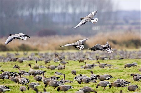 simsearch:841-07201893,k - Migrating Pink-Footed geese over-wintering on marshland at Holkham, North Norfolk coast, East Anglia, Eastern England Foto de stock - Con derechos protegidos, Código: 841-07201872