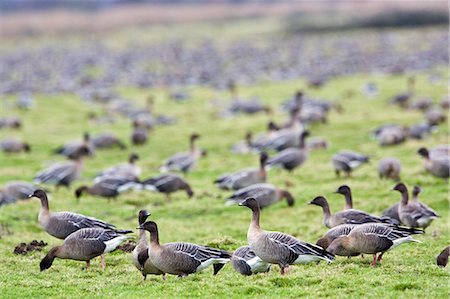 simsearch:841-07201893,k - Migrating Pink-Footed geese over-wintering on marshland at Holkham, North Norfolk coast, East Anglia, Eastern England Foto de stock - Con derechos protegidos, Código: 841-07201873