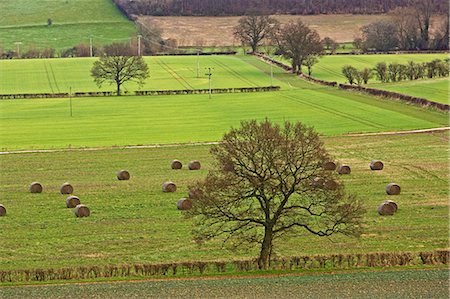 simsearch:841-07540502,k - Oxfordshire countryside, England, United Kingdom Stock Photo - Rights-Managed, Code: 841-07201895