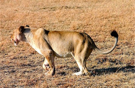 simsearch:400-04109301,k - A  lioness hunting, Grumeti, Tanzania, East Africa.She has lost a paw after being caught in a poachers snare but still hunts successfully for herself and her cubs. Stock Photo - Rights-Managed, Code: 841-07201915