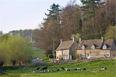 simsearch:841-07540502,k - Two people walk past village scene of Oxfordshire cottages and Friesian cows, Swinbrook, The Cotswolds, England, United Kingdom Stock Photo - Rights-Managed, Code: 841-07201917