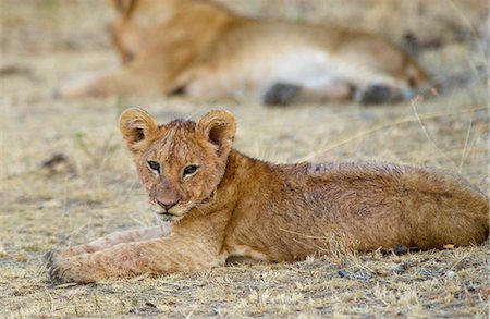simsearch:400-04171805,k - A lion Cub resting, Grumeti, Tanzania, East Africa Stock Photo - Rights-Managed, Code: 841-07201910