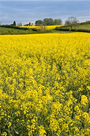 simsearch:841-07523710,k - Rape seed crop field in Wyck Rissington and St Peter's Church, Little Rissington, The Cotswolds, Gloucestershire, England Photographie de stock - Rights-Managed, Code: 841-07201929