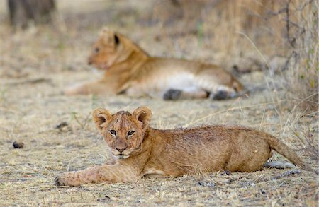 simsearch:841-07201797,k - A lion Cub resting, Grumeti, Tanzania, East Africa Stock Photo - Rights-Managed, Code: 841-07201920