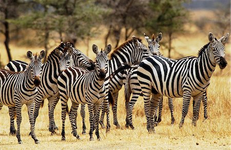 simsearch:841-07201893,k - A herd of Common Plains Zebra (Grant's) Grumeti, Tanzania Foto de stock - Con derechos protegidos, Código: 841-07201945