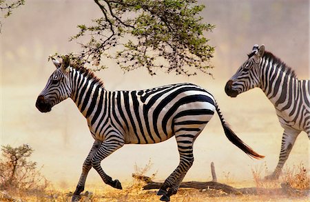 simsearch:841-07201797,k - Common Plains Zebra (Grant's) Grumeti, Tanzania Stock Photo - Rights-Managed, Code: 841-07201956