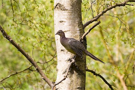 phasianidae - Female pheasant perched in tree, The Cotswolds, Oxfordshire, United Kingdom Stock Photo - Rights-Managed, Code: 841-07201953