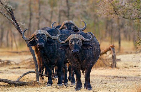 simsearch:841-07201893,k - Herd of four African Cape buffalos,  Grumeti,Tanzania, East Africa Foto de stock - Con derechos protegidos, Código: 841-07201961