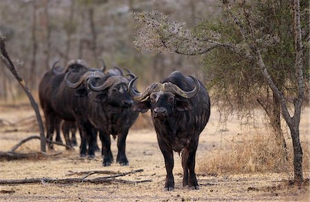 simsearch:841-07201893,k - Herd of four African Cape buffalos,  Grumeti,Tanzania, East Africa Foto de stock - Con derechos protegidos, Código: 841-07201974