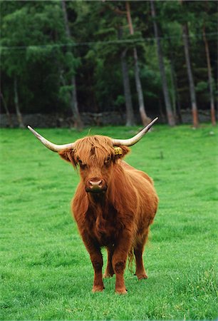 simsearch:649-07560533,k - Highland cattle cow, Scotland, United Kingdom. Photographie de stock - Rights-Managed, Code: 841-07201971