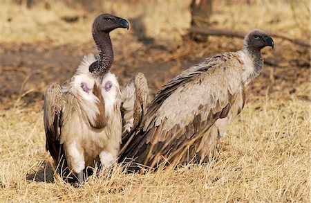 simsearch:841-07201893,k - Lappet Faced Vultures, Grumet, Tanzania, East Africa Foto de stock - Con derechos protegidos, Código: 841-07201999