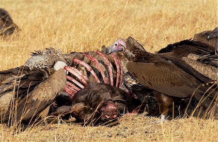 simsearch:841-07201797,k - Lappet Faced Vultures feasting on an animal carcass, Grumet, Tanzania, East Africa Stock Photo - Rights-Managed, Code: 841-07202004