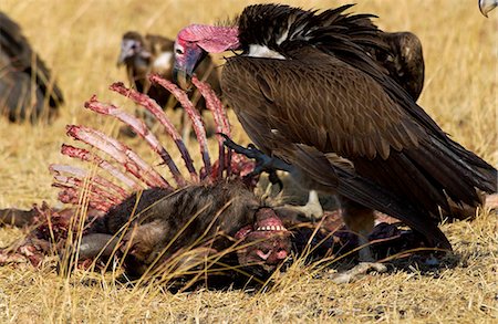 simsearch:841-07201893,k - Lappet Faced Vulture Grumeti, Tanzania, East Africa Foto de stock - Con derechos protegidos, Código: 841-07202011