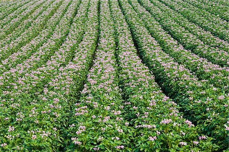 potato field - Potato crop grown for supermarkets, near Holkham, United Kingdom Stock Photo - Rights-Managed, Code: 841-07202028