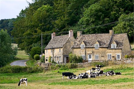 simsearch:841-07540502,k - Quaint cottages and Friesian cows, Swinbrook, The Cotswolds, Oxfordshire, United Kingdom Stock Photo - Rights-Managed, Code: 841-07202048