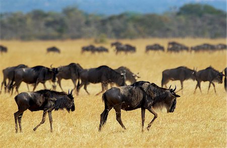 simsearch:841-07201797,k - Herd of migrating Blue Wildebeest, Grumeti, Tanzania Stock Photo - Rights-Managed, Code: 841-07202042
