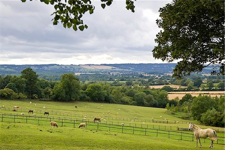 simsearch:700-04424933,k - Horses and sheep grazing at Chastleton in the Cotswolds, England, United Kingdom. Stock Photo - Rights-Managed, Code: 841-07202064