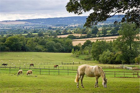 simsearch:841-07540502,k - Horses and sheep grazing in paddock at Chastleton in the Cotswolds, England, United Kingdom. Stock Photo - Rights-Managed, Code: 841-07202063