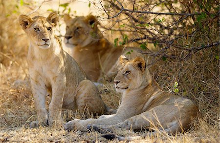 simsearch:841-07201797,k - Lion Cubs, Grumeti, Tanzania, East Africa Stock Photo - Rights-Managed, Code: 841-07202071