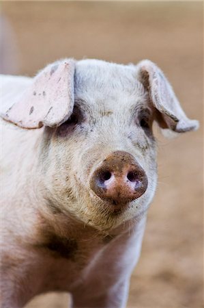 simsearch:614-06043438,k - Gloucester Old Spot pig, Gloucestershire, United Kingdom Photographie de stock - Rights-Managed, Code: 841-07202073