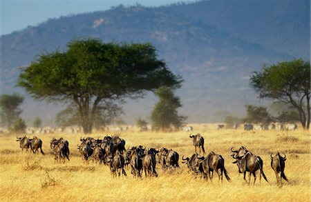 simsearch:841-07201797,k - Herd of migrating Blue Wildebeest, Grumeti, Tanzania Stock Photo - Rights-Managed, Code: 841-07202097