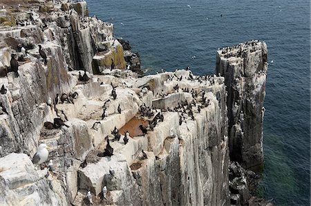 Guillemots, kittiwakes and shags on the cliffs of Staple Island, Farne Islands, Northumberland, England, United Kingdom, Europe Stock Photo - Rights-Managed, Code: 841-07202247