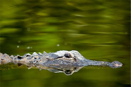 simsearch:400-04434649,k - Alligator, and its reflection as a mirror image, in Turner River, Everglades, Florida, United States of America Stock Photo - Rights-Managed, Code: 841-07354825