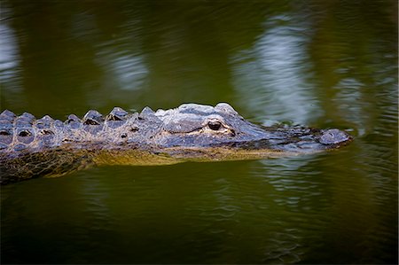 simsearch:841-07201893,k - Alligator in Turner River, Everglades, Florida, United States of America Foto de stock - Con derechos protegidos, Código: 841-07354826