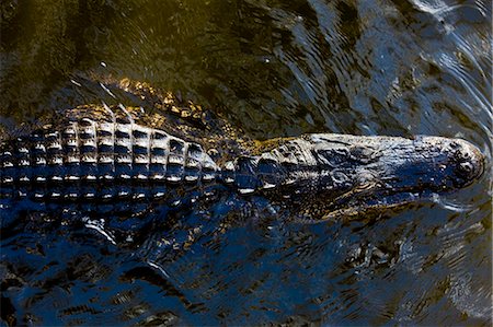 simsearch:841-07201893,k - Alligator drifting along Turner River, Everglades, Florida, USA Foto de stock - Con derechos protegidos, Código: 841-07354834