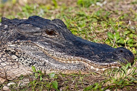 Alligator in The Everglades, Florida, United States of America Stock Photo - Rights-Managed, Code: 841-07354832