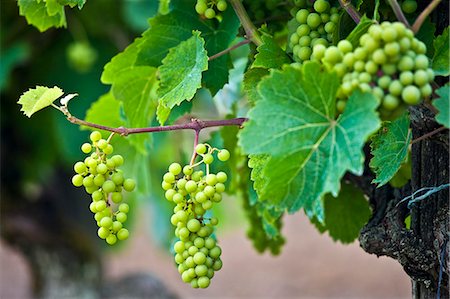 Green grapes ripening on grapevine in vineyard in the Dordogne, France Stock Photo - Rights-Managed, Code: 841-07354868