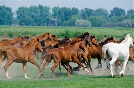 roaming - Herd of wild horses on the Great Plain of Hungary at Bugac, Hungary Stock Photo - Rights-Managed, Code: 841-07354916