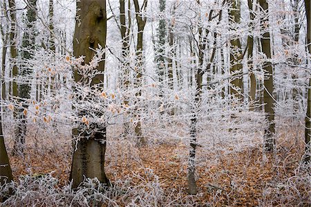 simsearch:841-07201608,k - Hoar frost on winter's day in woodland in The Cotswolds, Gloucestershire Photographie de stock - Rights-Managed, Code: 841-07354925