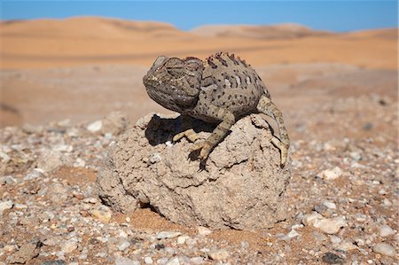 Namaqua chameleon (Chamaeleo namaquensis), Namib Desert, Namibia, Africa Stock Photo - Rights-Managed, Code: 841-07354992