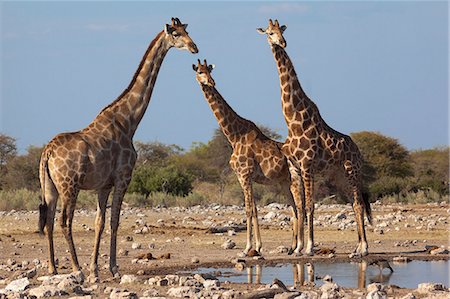 Giraffe (Giraffa camelopardalis) gathered at waterhole, Etosha National Park, Namibia, Africa Stock Photo - Rights-Managed, Code: 841-07355007