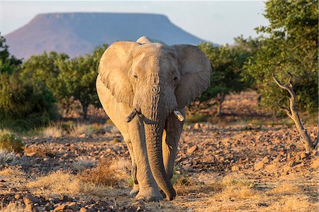 damaraland - Elephant (Loxodonta africana), Damaraland, Kunene, Namibia, Africa Stock Photo - Rights-Managed, Code: 841-07355002