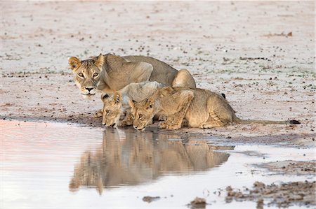 Lioness and cubs (Panthera leo) at water, Kgalagadi Transfrontier Park, South Africa, Africa Foto de stock - Con derechos protegidos, Código: 841-07355016