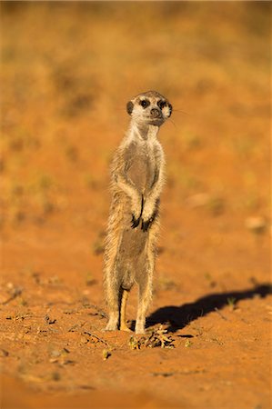 Meerkat (Suricata suricatta), Kgalagadi Transfrontier Park, Northern Cape, South Africa, Africa Stock Photo - Rights-Managed, Code: 841-07355024