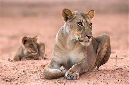 Lioness with cub (Panthera leo), Kgalagadi Transfrontier Park, South Africa, Africa Stock Photo - Rights-Managed, Code: 841-07355021