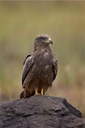 simsearch:841-07082375,k - Black kite (Milvus migrans), Ngorongoro Crater, Tanzania, East Africa, Africa Photographie de stock - Rights-Managed, Code: 841-07355054