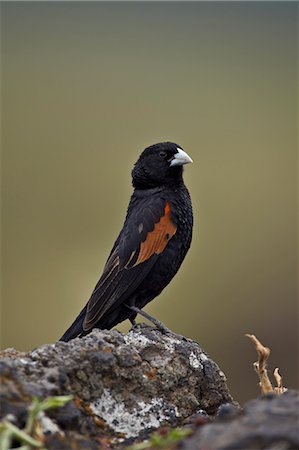 simsearch:841-07082375,k - Fan-tailed widowbird (red-shouldered widowbird) (Euplectes axillaris), Ngorongoro Crater, Tanzania, East Africa, Africa Photographie de stock - Rights-Managed, Code: 841-07355056