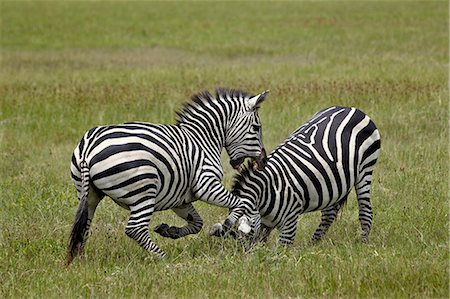 simsearch:6119-07452597,k - Two Common zebra (plains zebra) (Burchell's zebra) (Equus burchelli) fighting, Ngorongoro Crater, Tanzania, East Africa, Africa Stock Photo - Rights-Managed, Code: 841-07355057