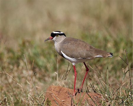 simsearch:841-07082375,k - Crowned plover (crowned lapwing) (Vanellus coronatus), Ngorongoro Crater, Tanzania, East Africa, Africa Photographie de stock - Rights-Managed, Code: 841-07355069