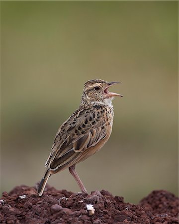 simsearch:841-07082375,k - Rufous-naped lark (Mirafra africana), Ngorongoro Crater, Tanzania, East Africa, Africa Photographie de stock - Rights-Managed, Code: 841-07355070