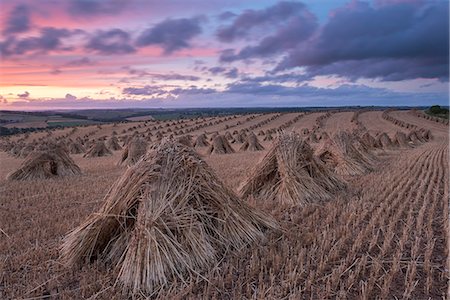 simsearch:841-07783088,k - Corn stooks for thatching, Devon, England, United Kingdom, Europe Stock Photo - Rights-Managed, Code: 841-07355198