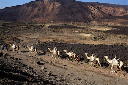Salt caravan in Djibouti, going from Assal Lake to Ethiopian mountains, Djibouti, Africa Stock Photo - Rights-Managed, Code: 841-07355222